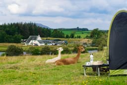 ALPACALY EVER AFTER C.I.C.