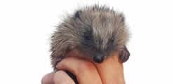 CHORLEY HEDGEHOG RESCUE C.I.C.
