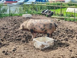 CASTLE BREA FARM C.I.C.