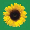 HIDDEN DISABILITIES SUNFLOWER COMMUNITY INTEREST COMPANY