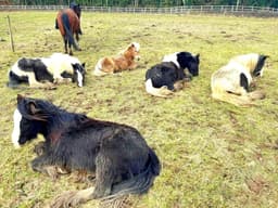 FOREVER LOVED HORSE THERAPY CIC