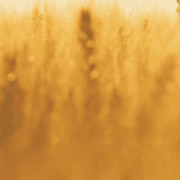 BE SOMERSET BROADCASTS C.I.C.