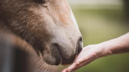 HIGHER FARM WELLBEING CIC