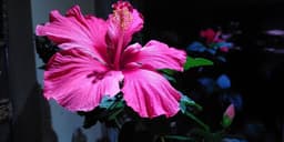 VOICE INTERNATIONAL CIC