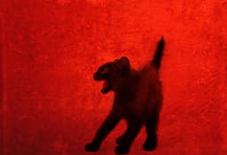 BLACK CAT (ABERDEEN) CIC