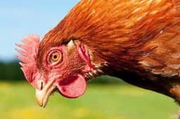 HOMES4HENS RESCUE C.I.C.