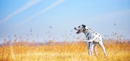 THE ASSOCIATION OF PET DOG TRAINERS C.I.C.