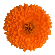 RADIX HERBAL HUB C.I.C.