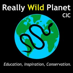REALLY WILD PLANET CIC