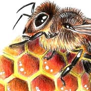 PLEASE THE BEES CIC