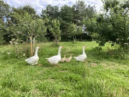 WILDERNEST CARE FARM CIC