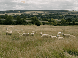 NORTH EAST COTSWOLD FARMER CLUSTER CIC