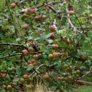 RESILIENT ORCHARDS CORNWALL CIC