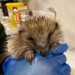 PRICKLY EDGE HEDGEHOG RESCUE C.I.C.