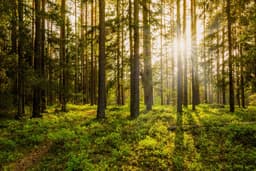 RISE AND REWILD CIC