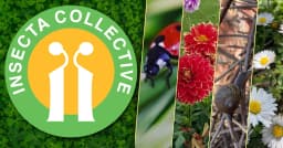 INSECTA COLLECTIVE CIC