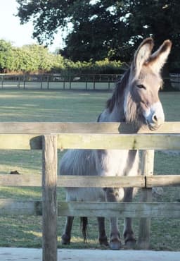 HAYLING ISLAND DONKEY SANCTUARY CIC