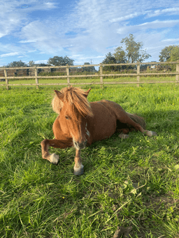 PET A PONY C.I.C.