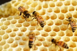 HONEYCOMB LAW CIC