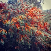 SEABUCKTHORN SCOTLAND COMMUNITY INTEREST COMPANY